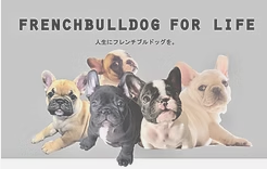 フレンチブルドッグ専門店 BBFRENCH｜広島